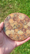 ammonite-fossilized-shell