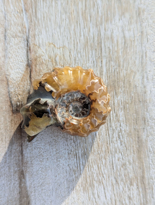 tiny-Ammonite-Fossil-Shell